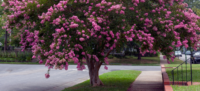 pink flowering tree