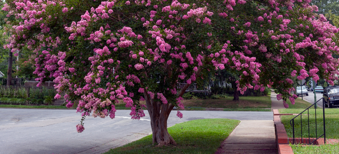 large crepe myrtle tree in bloom