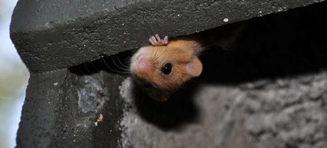 mouse peeking around brick upside down