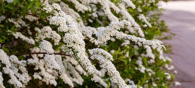 flowering spirea bush with white blossoms