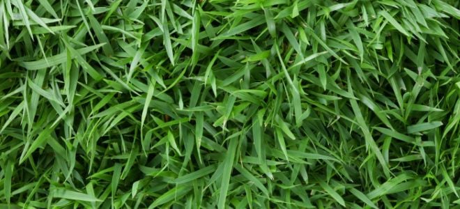 dark green Zoysia grass