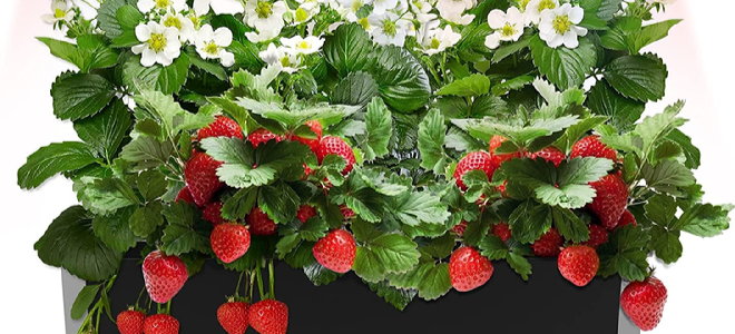 growing garden kit with strawberries