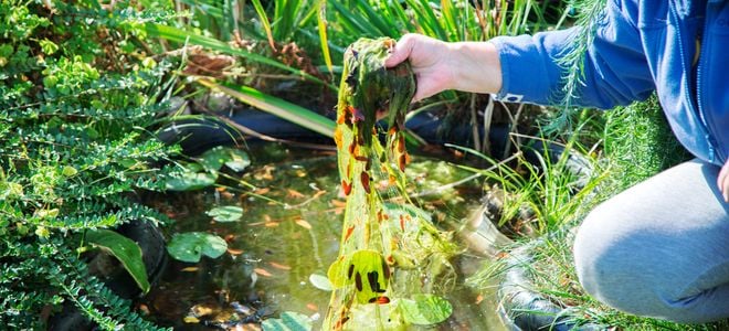 hand lifting goopy plant growth out of pond