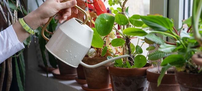 hand using small watering can to water plants by a windowsill