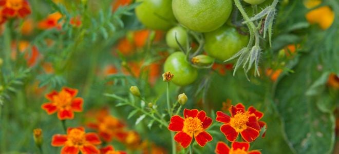 green tomatoes growing with flowers