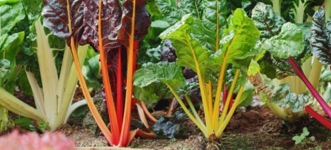colorful Swiss chard growing in garden
