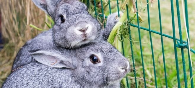 two bunnies by a fence