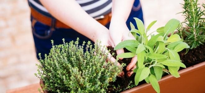 hands planting herbs in a pot