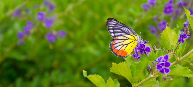 A butterfly lands on flowers in a field.