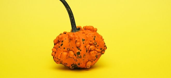 small orange pumpkin with bumps