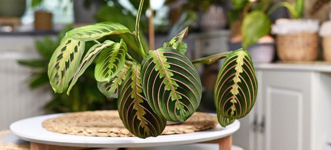 potted maranta prayer plant on a table with natural design elements