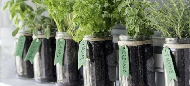 various herbs growing in glass pots