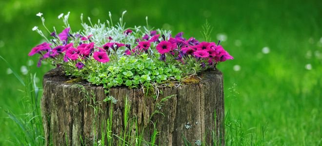 Wildflowers growing in a tree stump