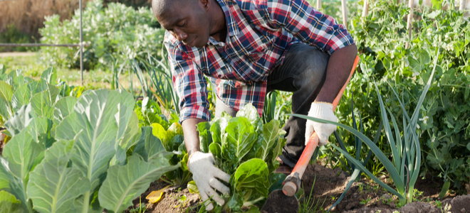 man harvesting lettuce in garden