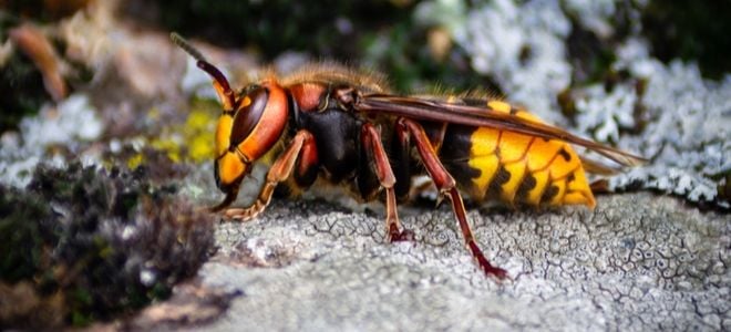 giant asian murder hornet