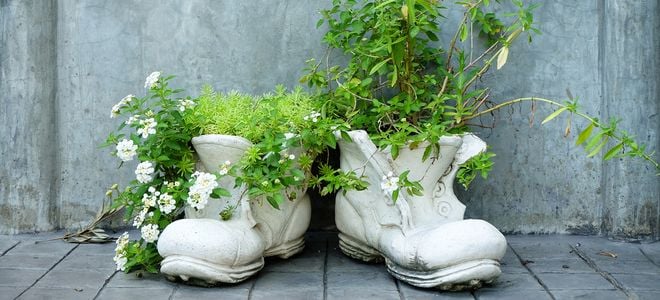Old shoes painted white with plants growing from them