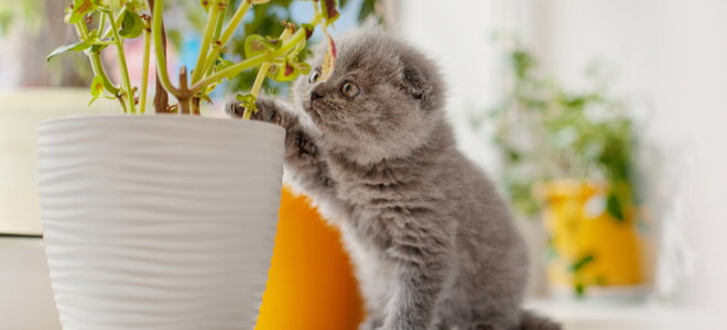 kitten pawing plant