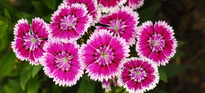 pink and white dianthus flowers blooming