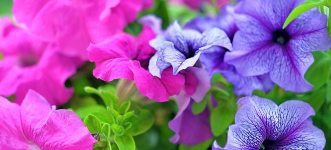 pink and purple petunias blooming in the sun