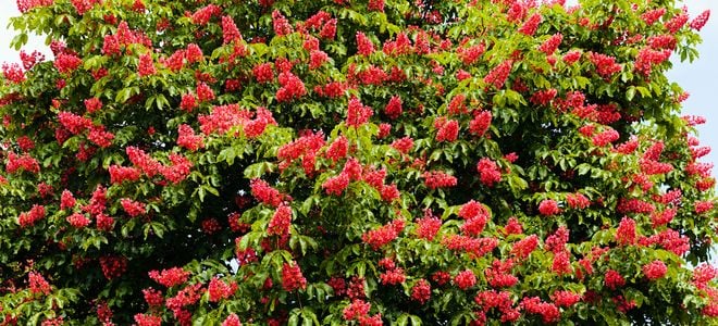 healthy tree with red flowers