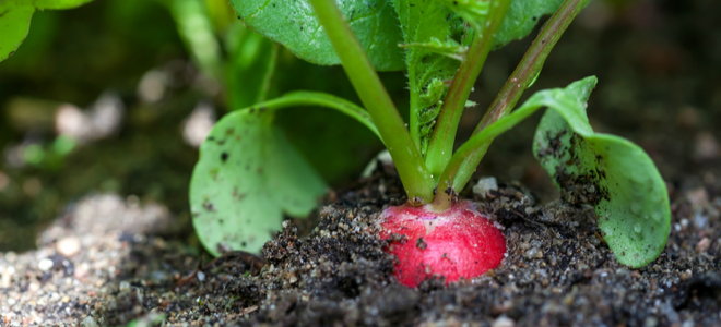 A radish in a garden ready to be picked. 