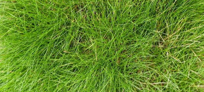 fescue grass