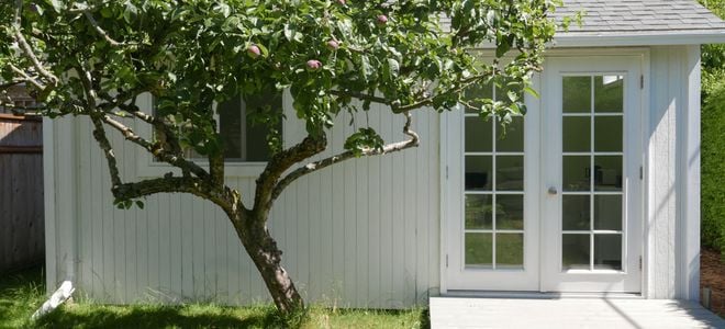 apple tree in front of a small house