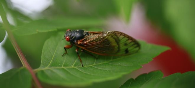 pretty cicada on leaf