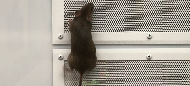 rodent climbing on metal screen
