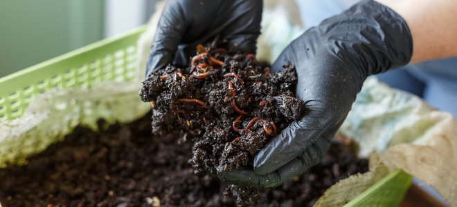 hands holding vermicomposting soil in plastic container