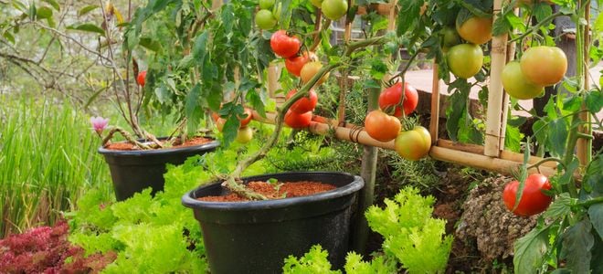vegetable garden with tomatoes in containers