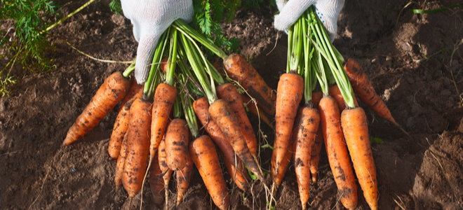 gloved hands holding carrots dug up from a garden
