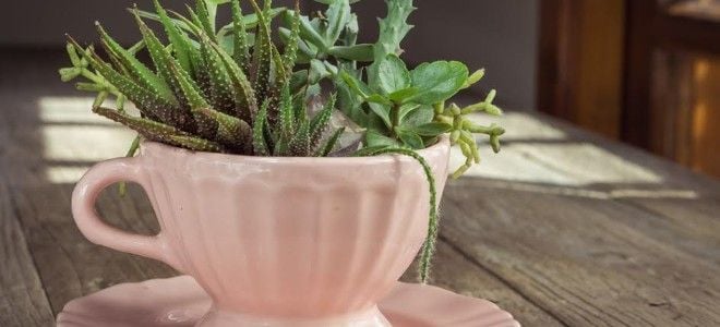 pink teacup with small cacti growing out