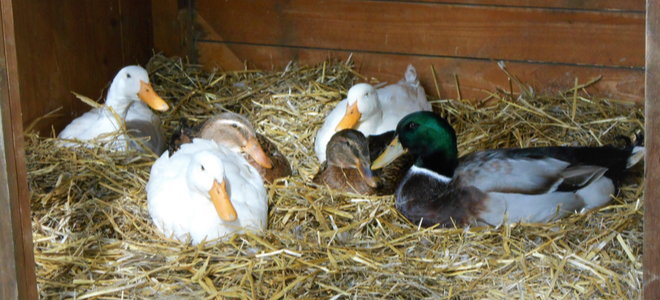 ducks in a coop with hay on the ground
