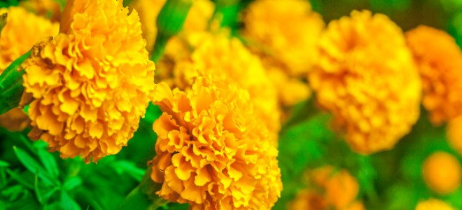 Marigold blossoms