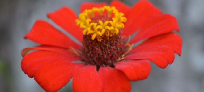 red zinnia blossom with small yellow blossoms