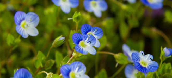 small blue flowers on plants