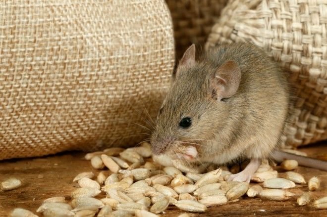 Eliminating House Mice Extermination And Prevention Tips