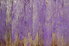 A fence of wood painted in purple.
