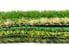 Layers of artificial grass