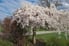 A weeping cherry tree in a yard with other trees against a bright blue sky.