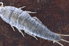 Close up view of a silverfish from the top