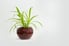 A spider plant in a pot against a white background. 