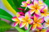 beautiful multi colored plumeria flowers