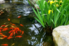 goldfish swirling in a pond with rocks and flowers