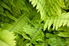 Several lush fronds belong to a healthy Boston fern.