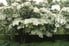 kousa dogwood tree flowering with white blossoms