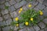 large dandelion growing between paver stones