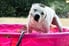 Dog in a pink wading pool