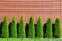 A row of green arborvitae against a pink wall.